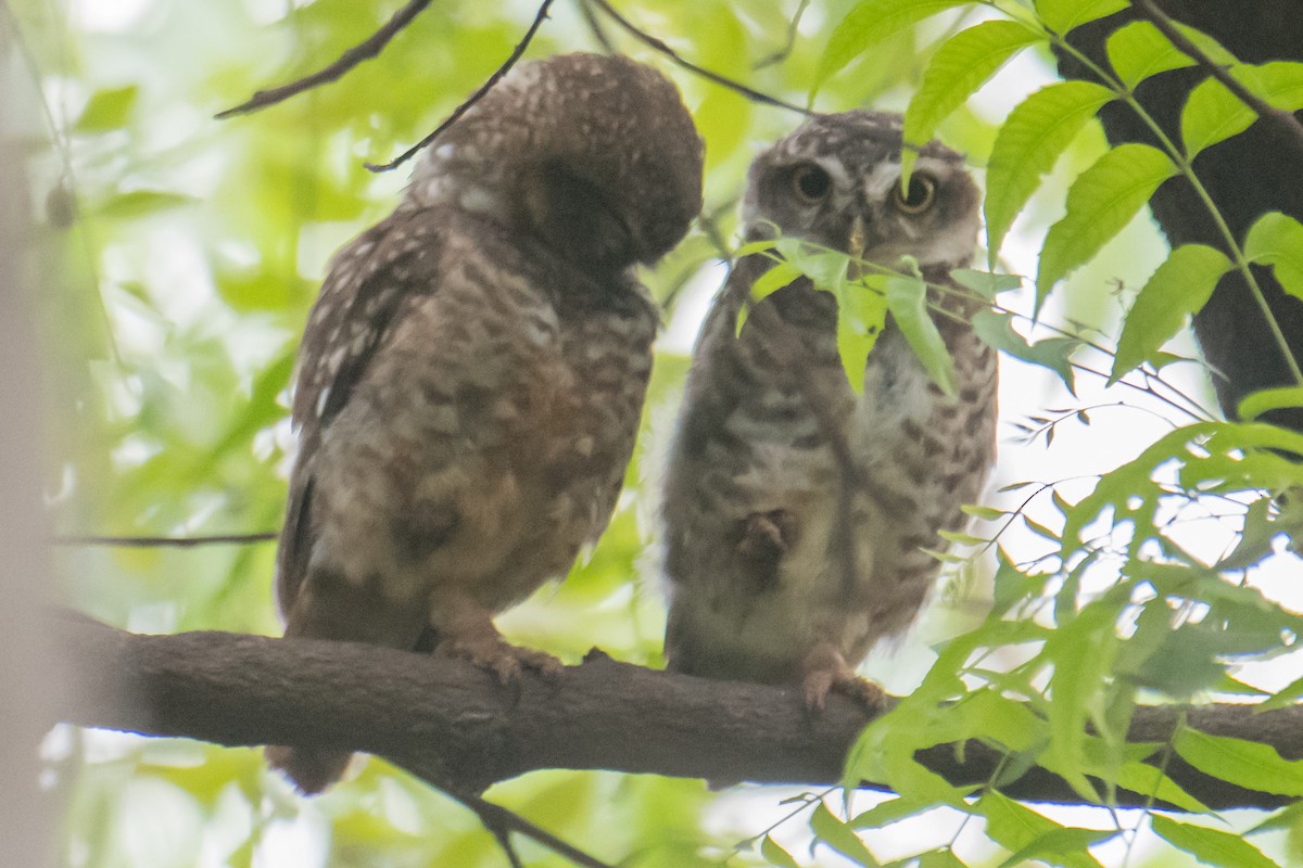 Spotted Owlet - ML620484665