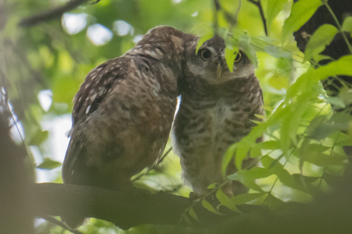 Spotted Owlet - ML620484666