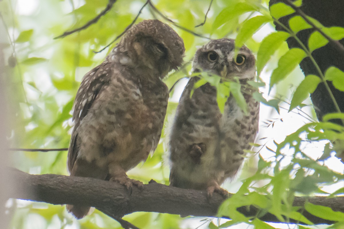 Spotted Owlet - ML620484667