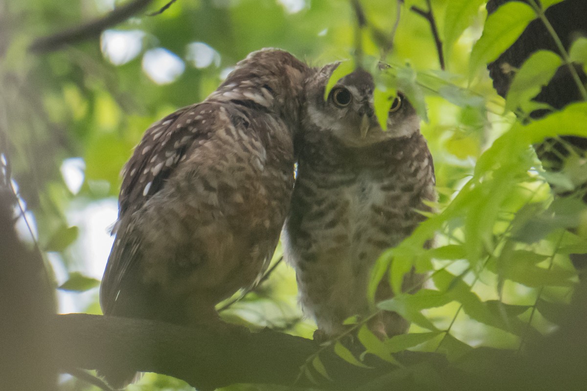 Spotted Owlet - ML620484668
