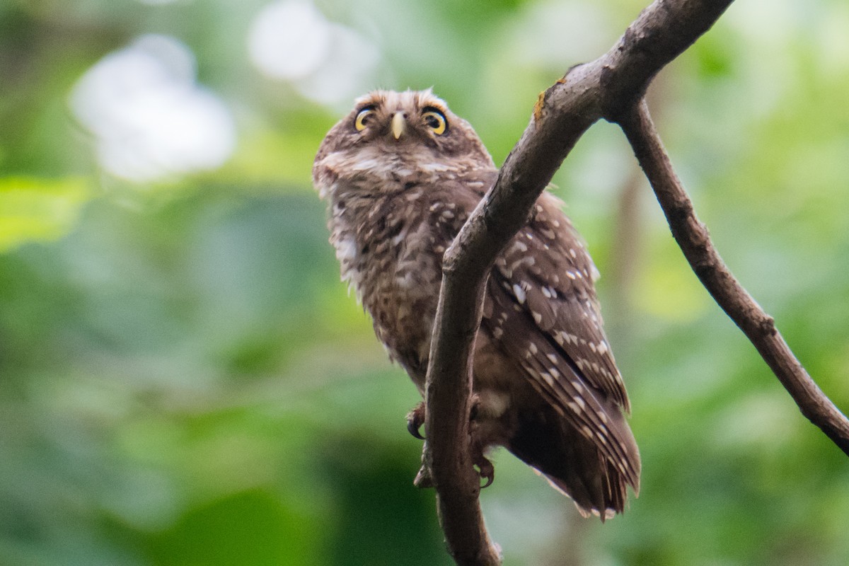 Spotted Owlet - ML620484669