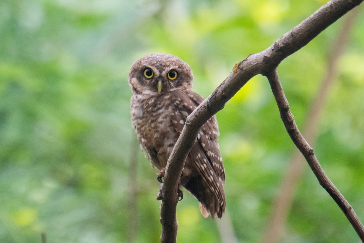 Spotted Owlet - ML620484670