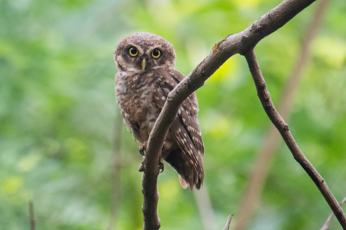 Spotted Owlet - ML620484671