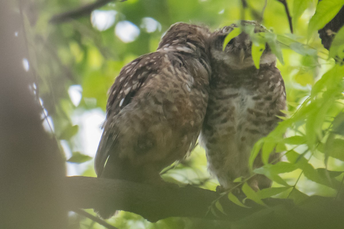 Spotted Owlet - Ashok Kolluru