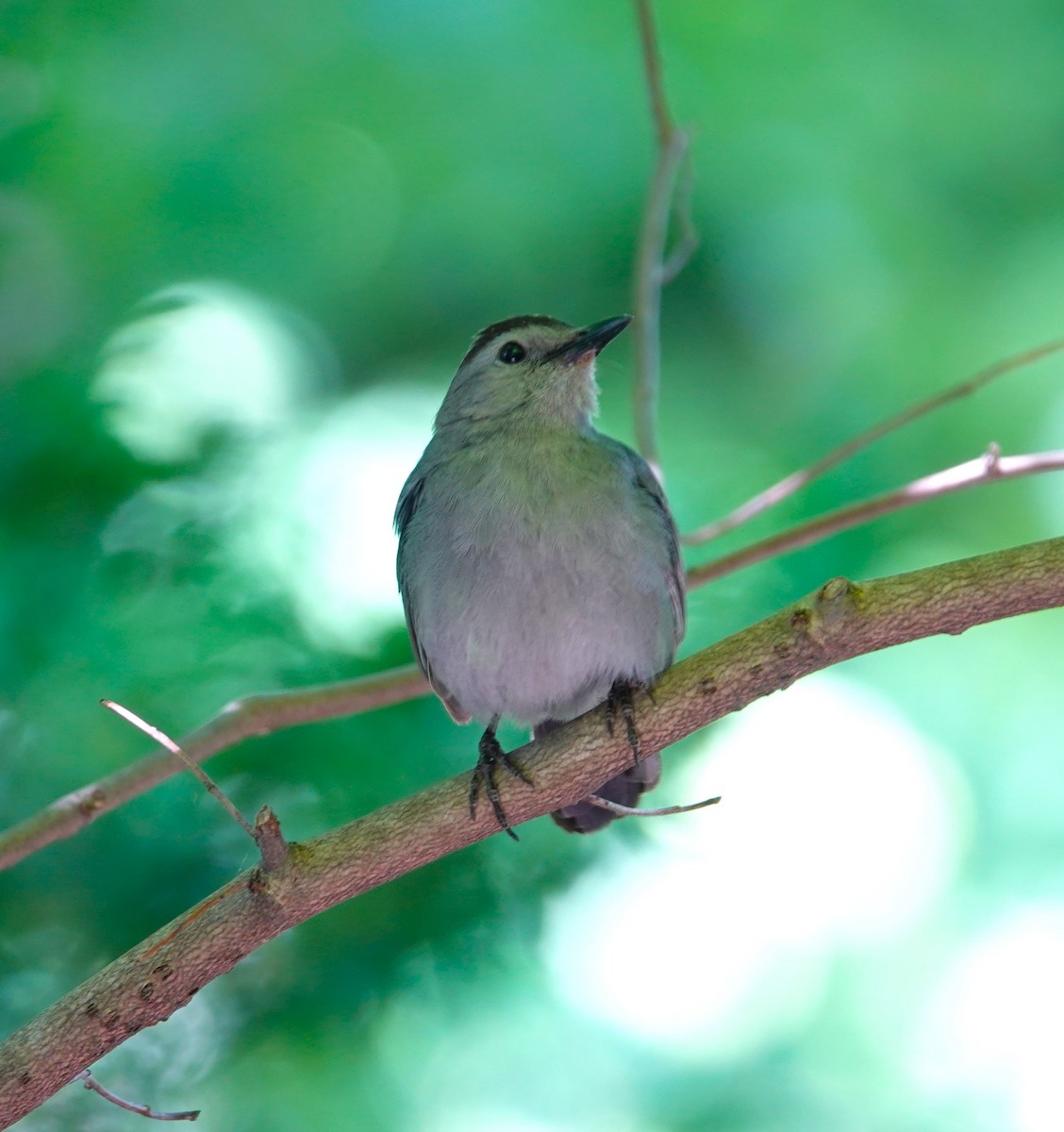 Gray Catbird - ML620484673