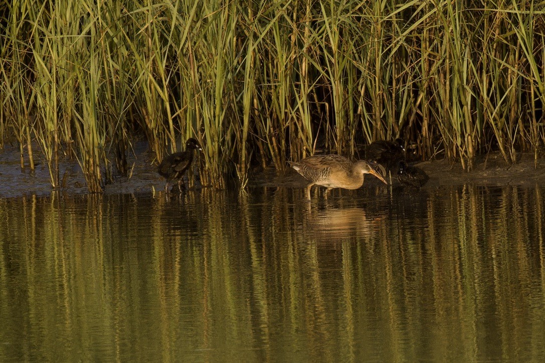 Clapper Rail - ML620484676