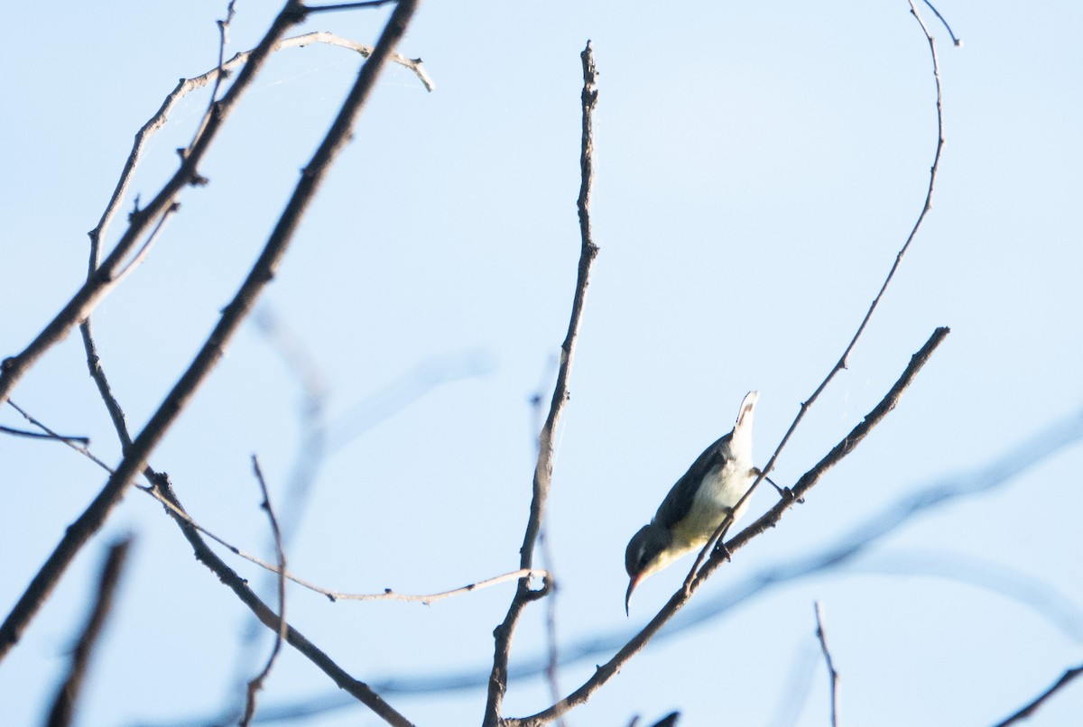 Purple-rumped Sunbird - ML620484679