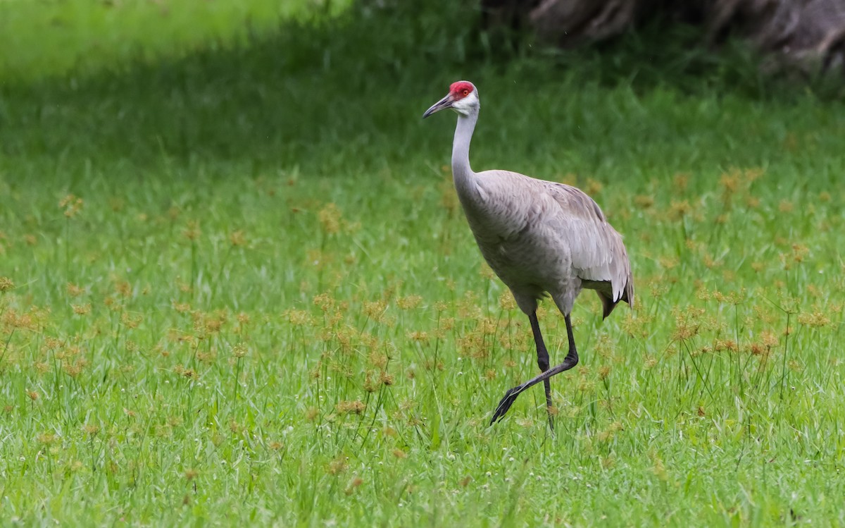 Sandhill Crane - ML620484680