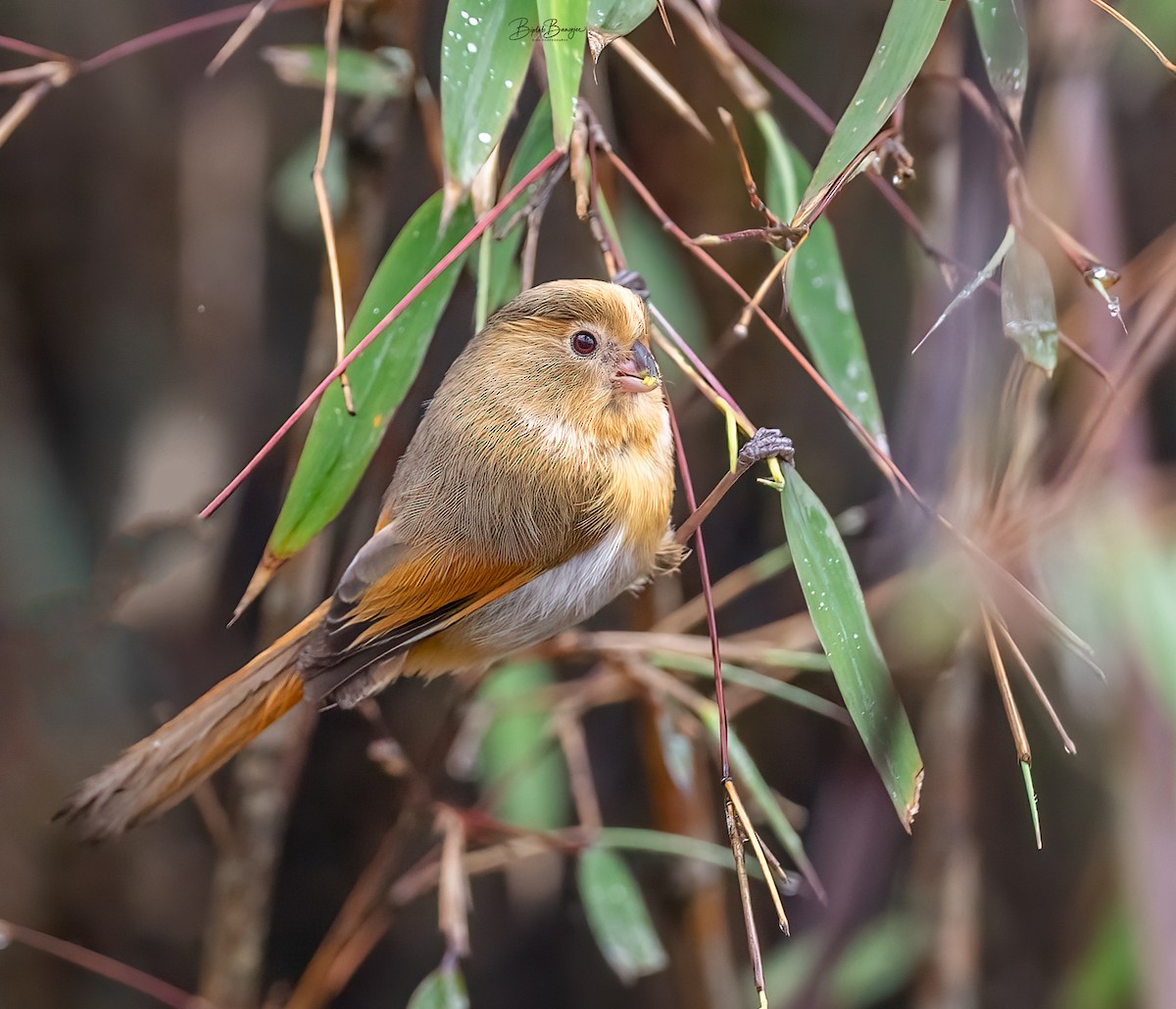 Fulvous Parrotbill - ML620484681