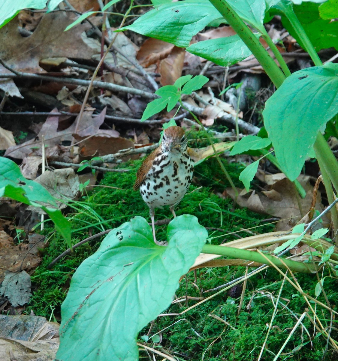 Wood Thrush - ML620484684