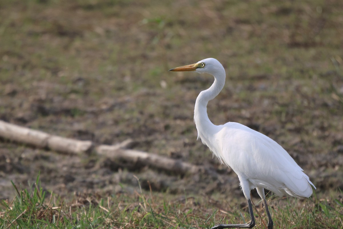 Yellow-billed Egret - ML620484686