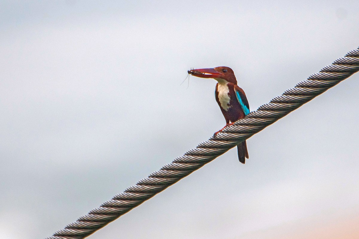 White-throated Kingfisher - ML620484687