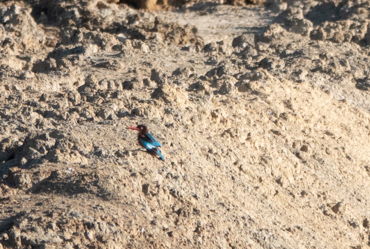 White-throated Kingfisher - ML620484688