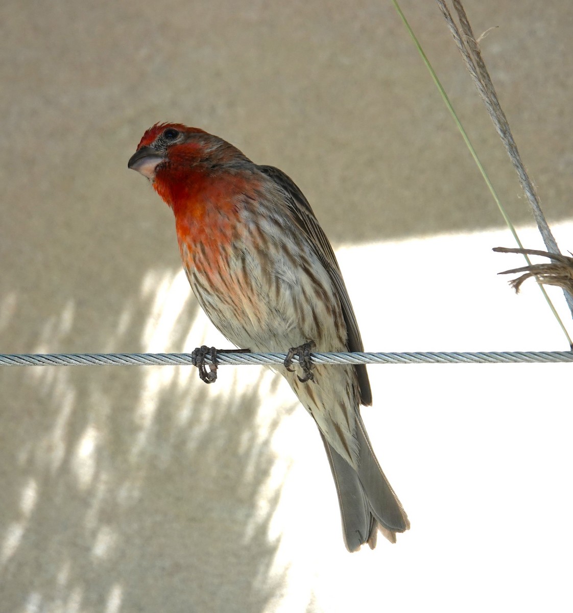 House Finch - ML620484690