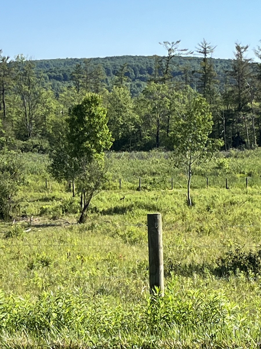 Sandhill Crane - ML620484692