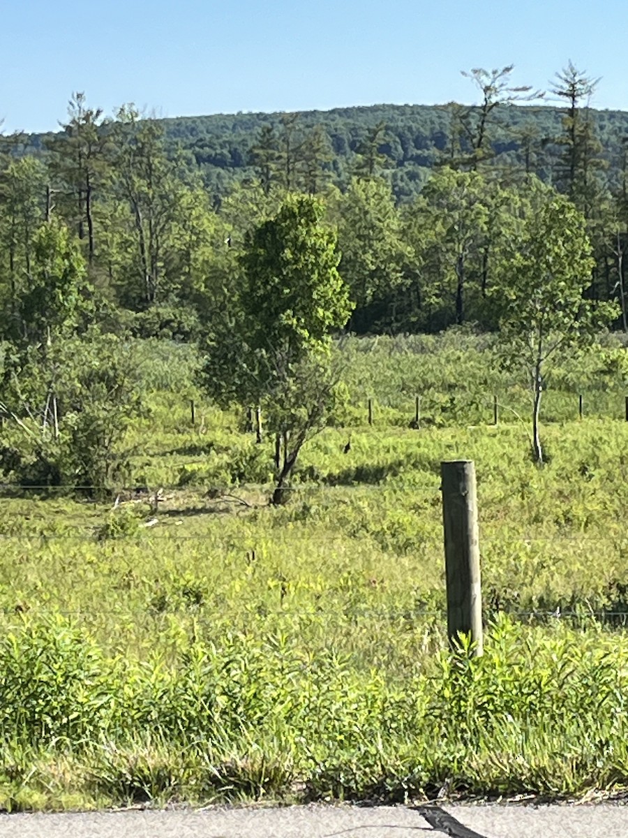 Sandhill Crane - ML620484693