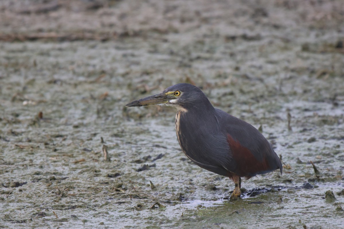 Rufous-bellied Heron - ML620484697