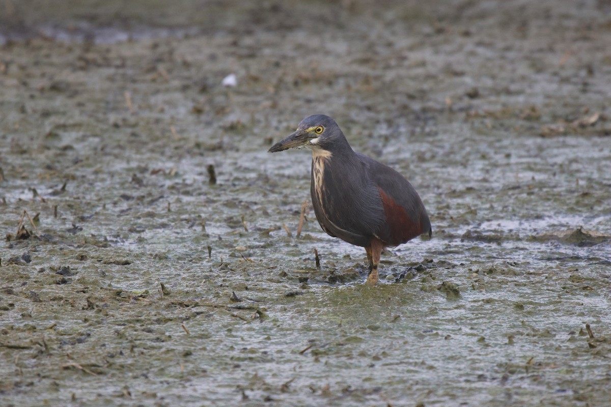 Rufous-bellied Heron - ML620484698