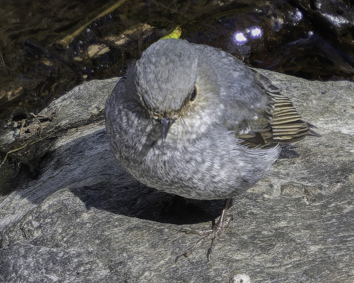 Plumbeous Redstart - ML620484699