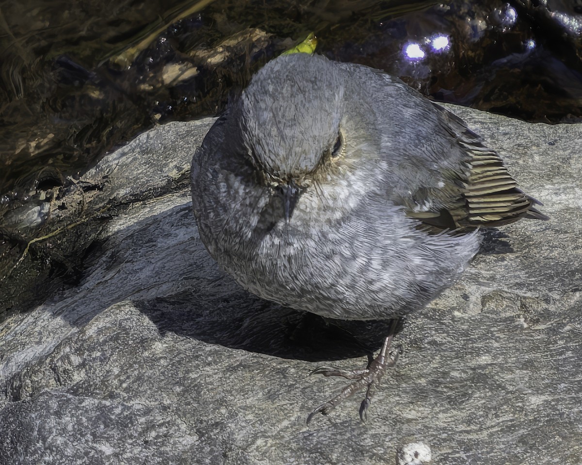 Plumbeous Redstart - ML620484700