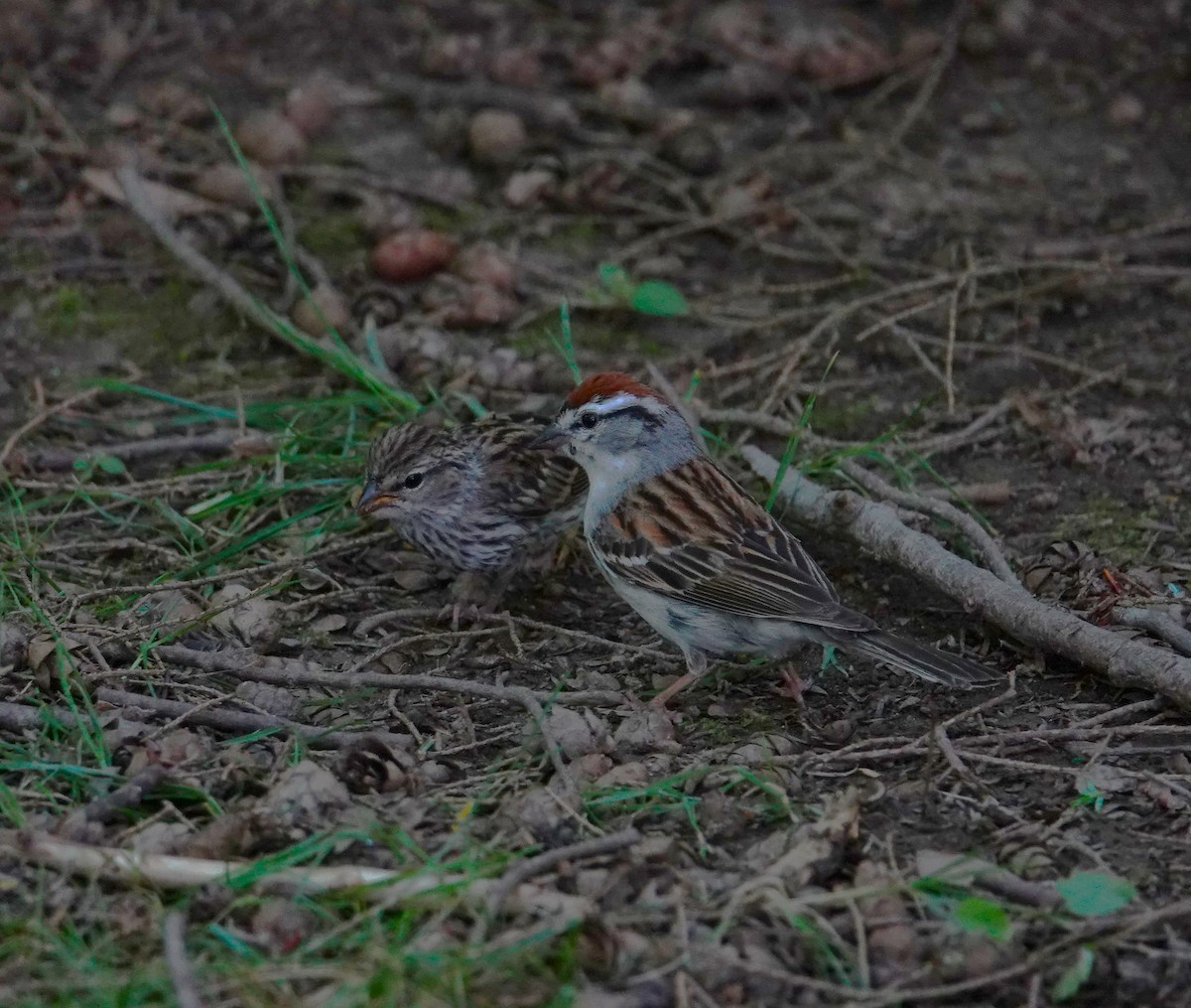 Chipping Sparrow - ML620484701