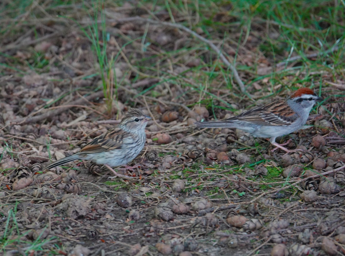 Chipping Sparrow - ML620484702