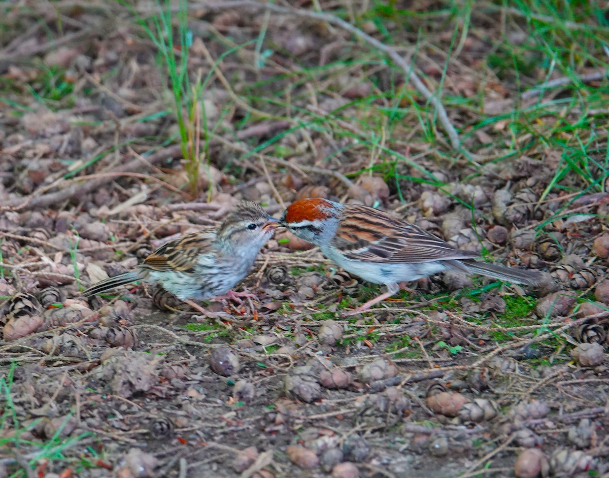 Chipping Sparrow - ML620484703