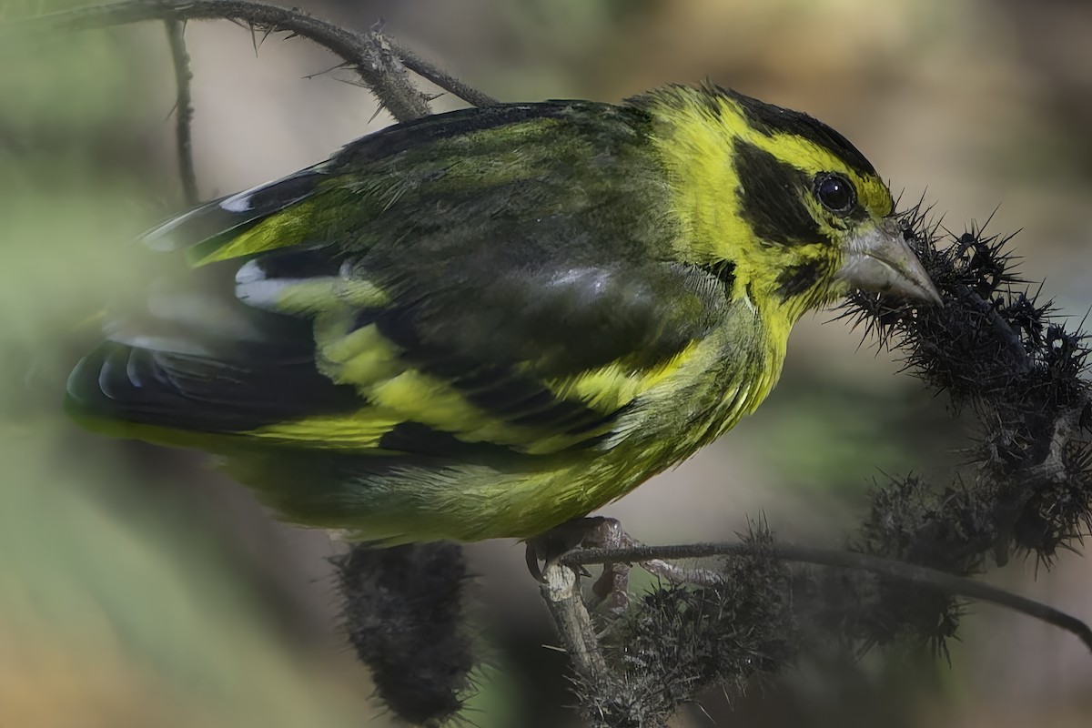 Yellow-breasted Greenfinch - ML620484707