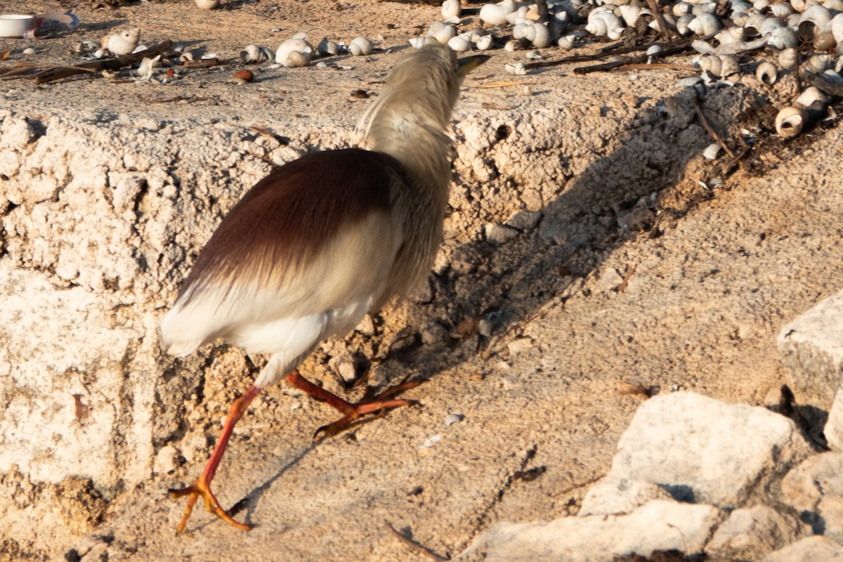 Indian Pond-Heron - ML620484715