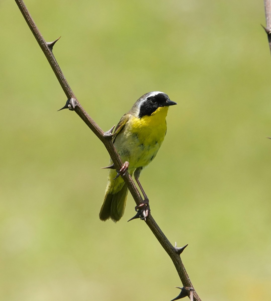 Common Yellowthroat - ML620484727