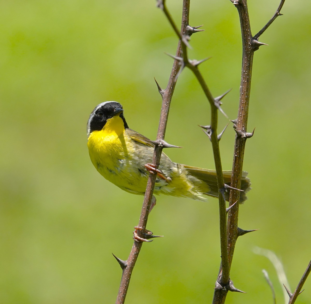 Common Yellowthroat - ML620484728