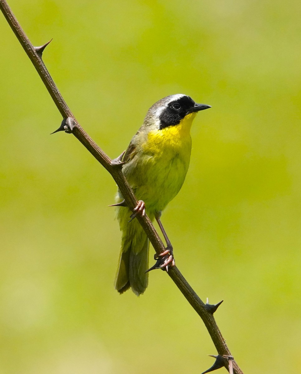 Common Yellowthroat - ML620484729