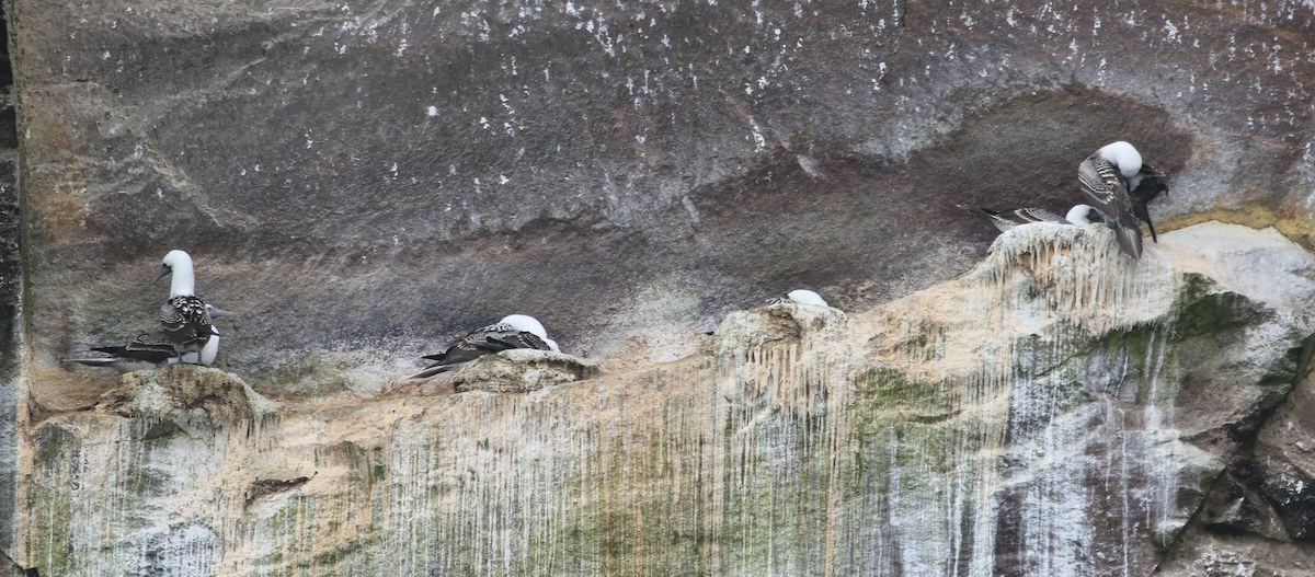 Peruvian Booby - Matthew Eisenson