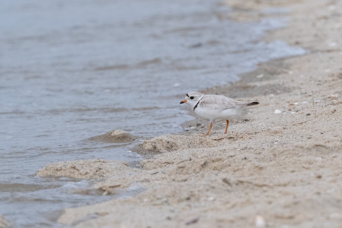 Piping Plover - ML620484741