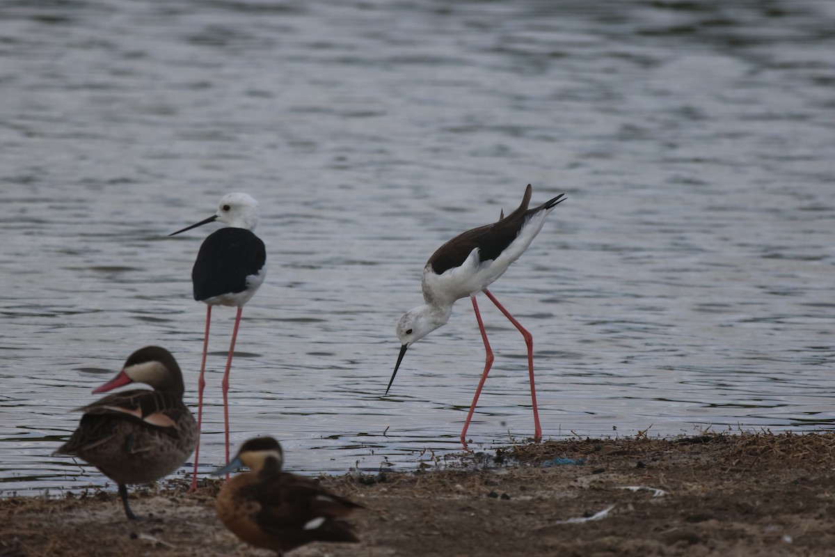 Black-winged Stilt - ML620484743