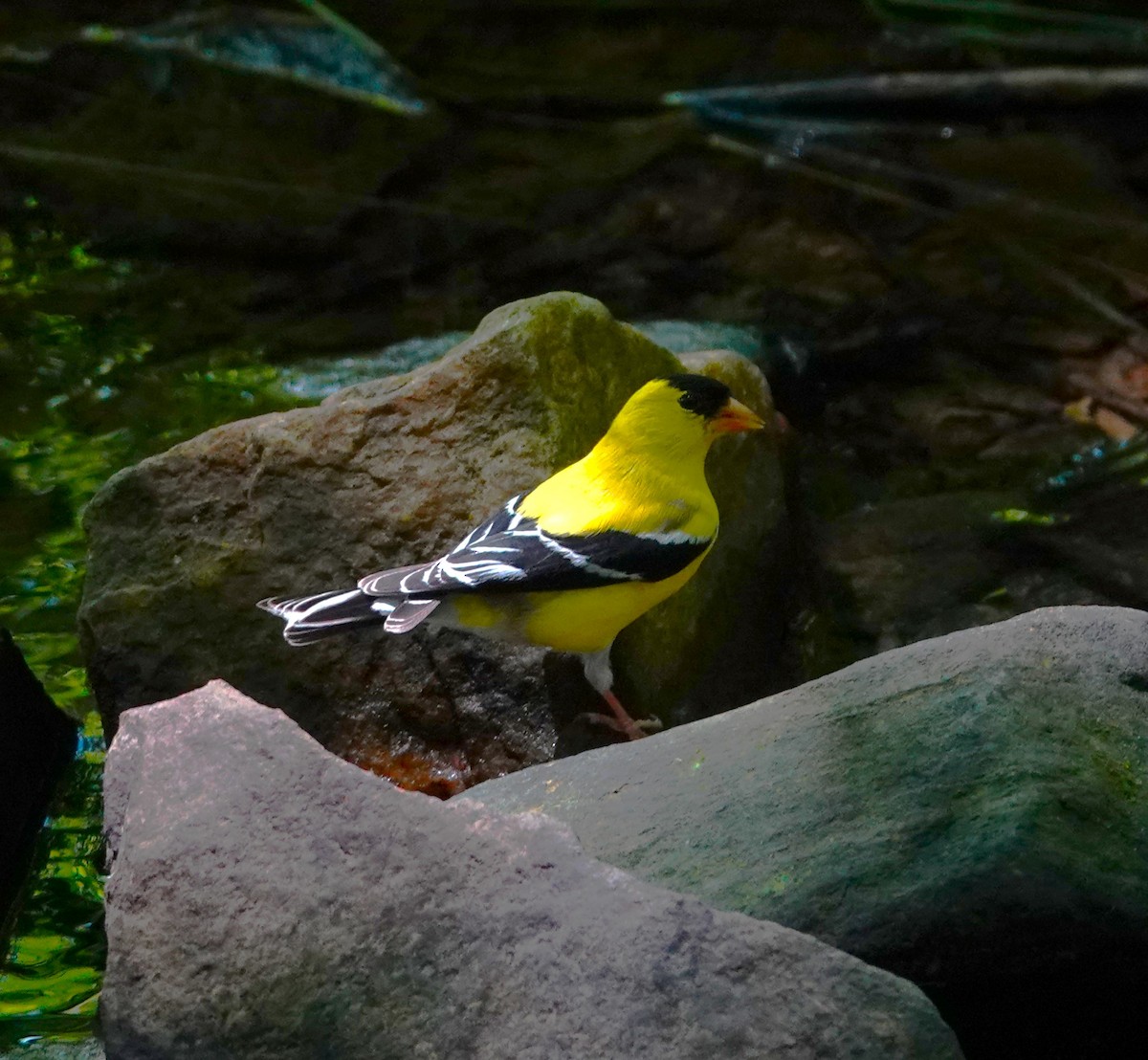 American Goldfinch - ML620484744