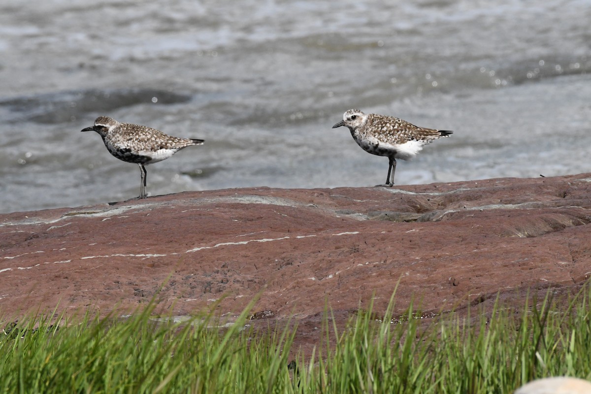 Black-bellied Plover - ML620484750