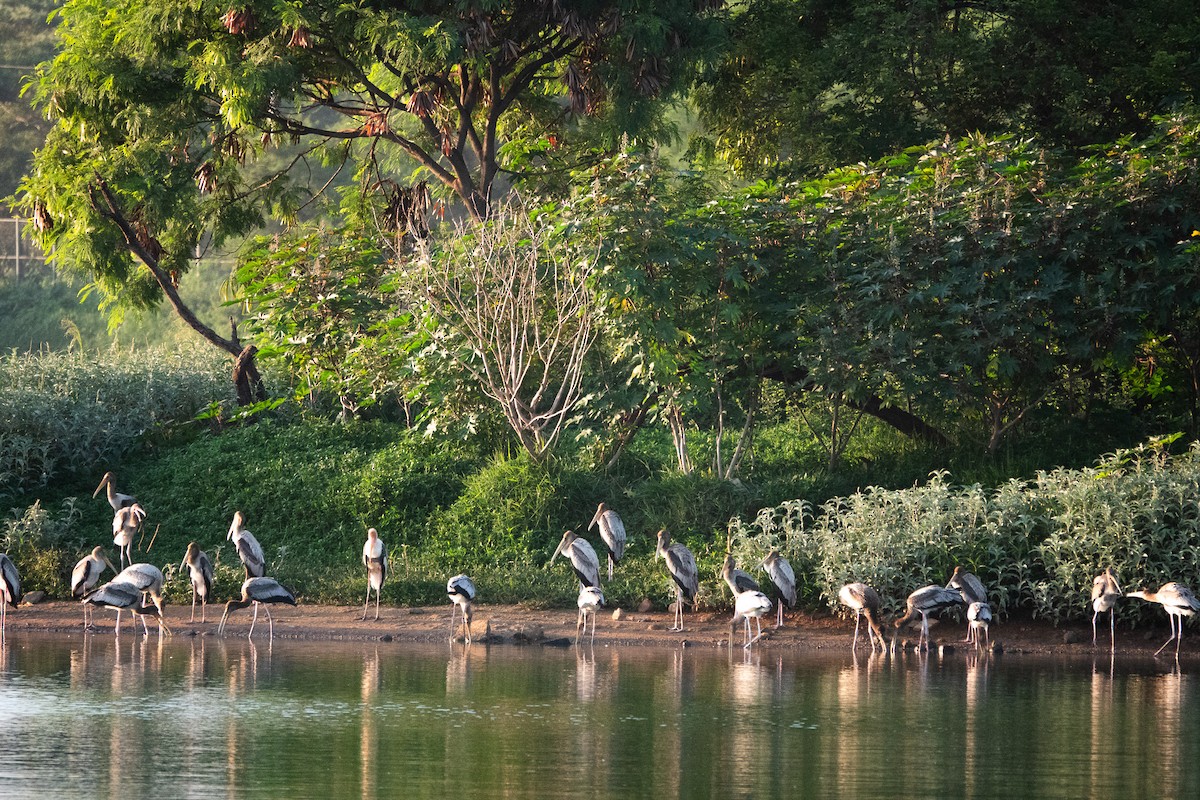 Painted Stork - ML620484751