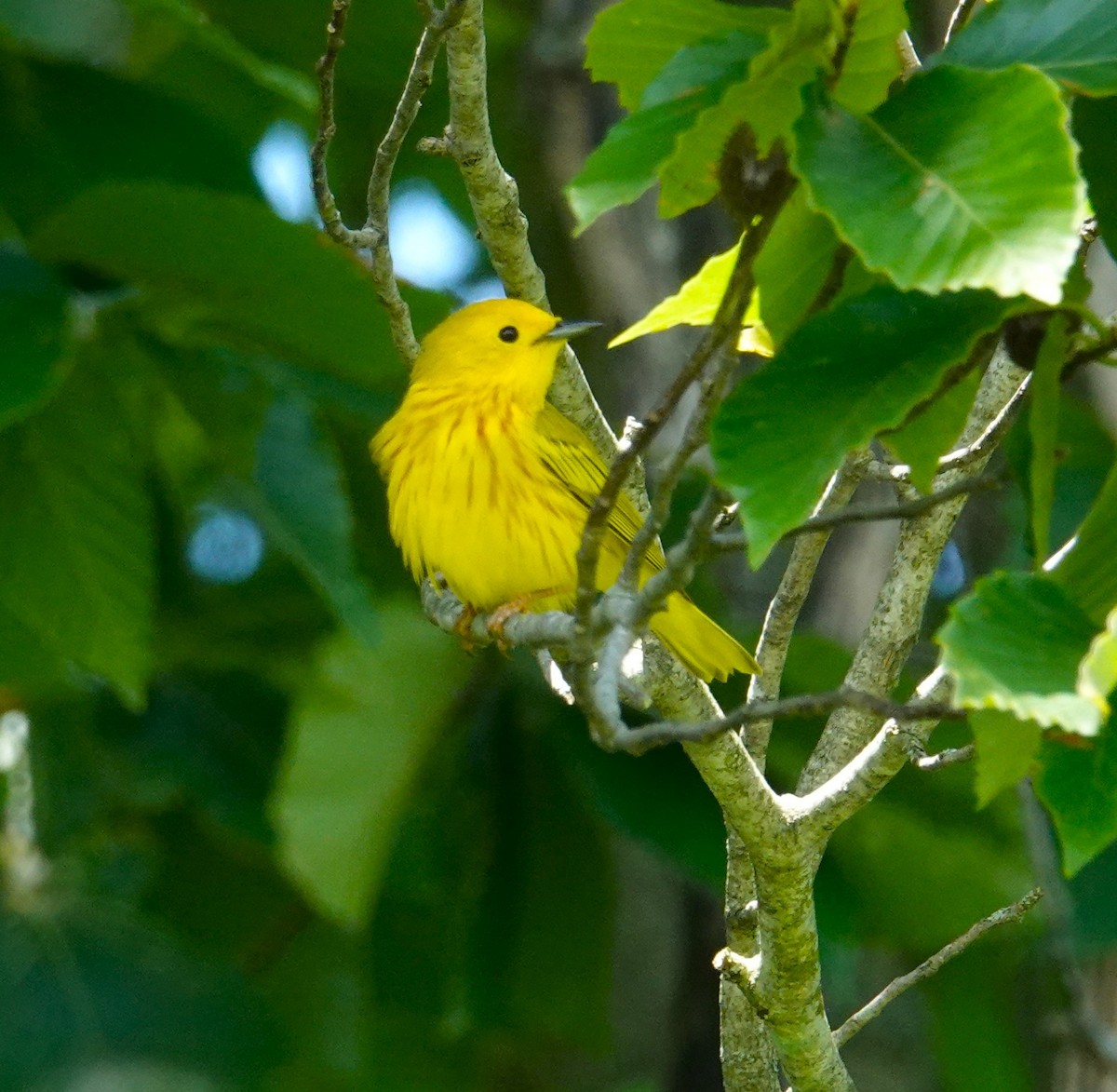 Yellow Warbler - ML620484752