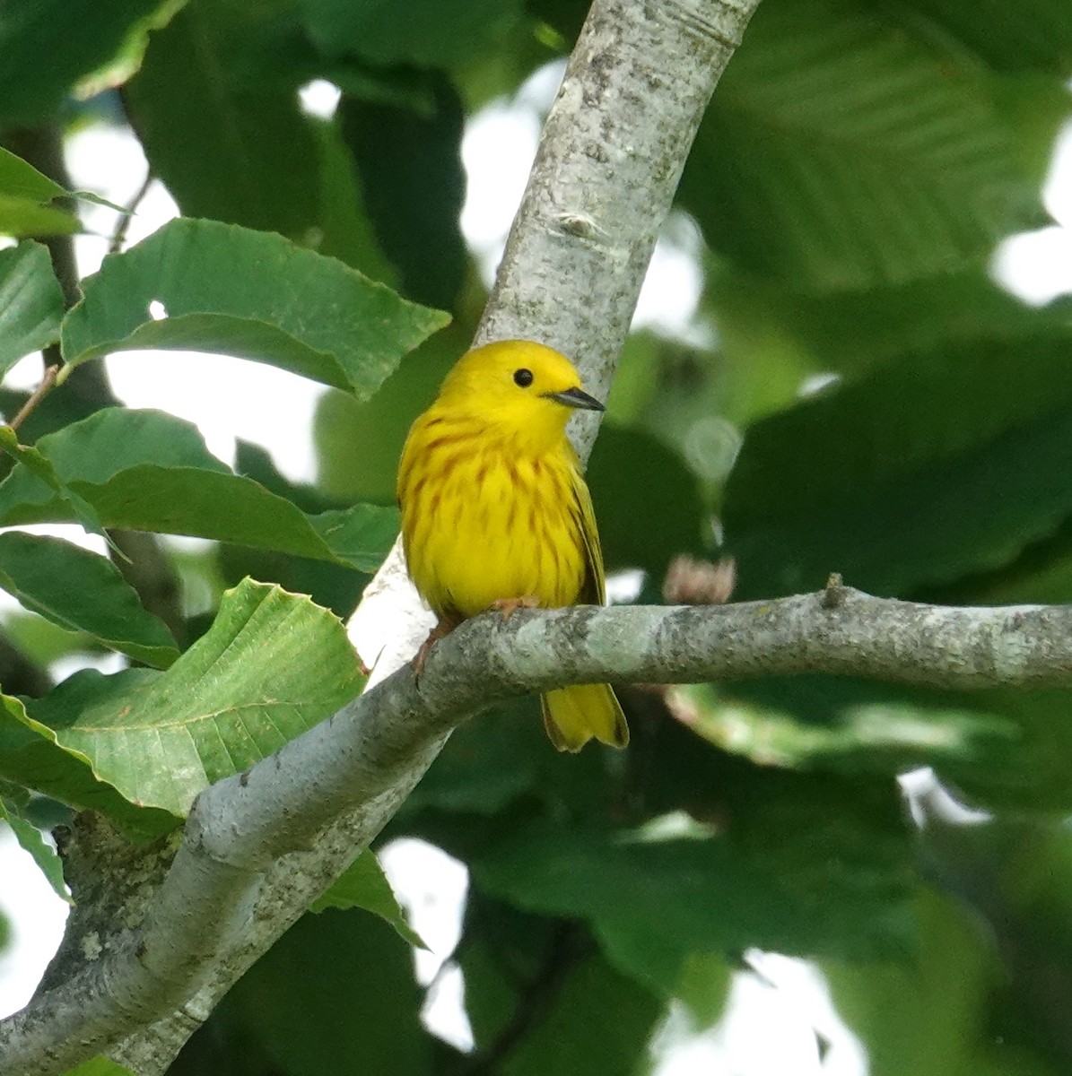 Yellow Warbler - ML620484753