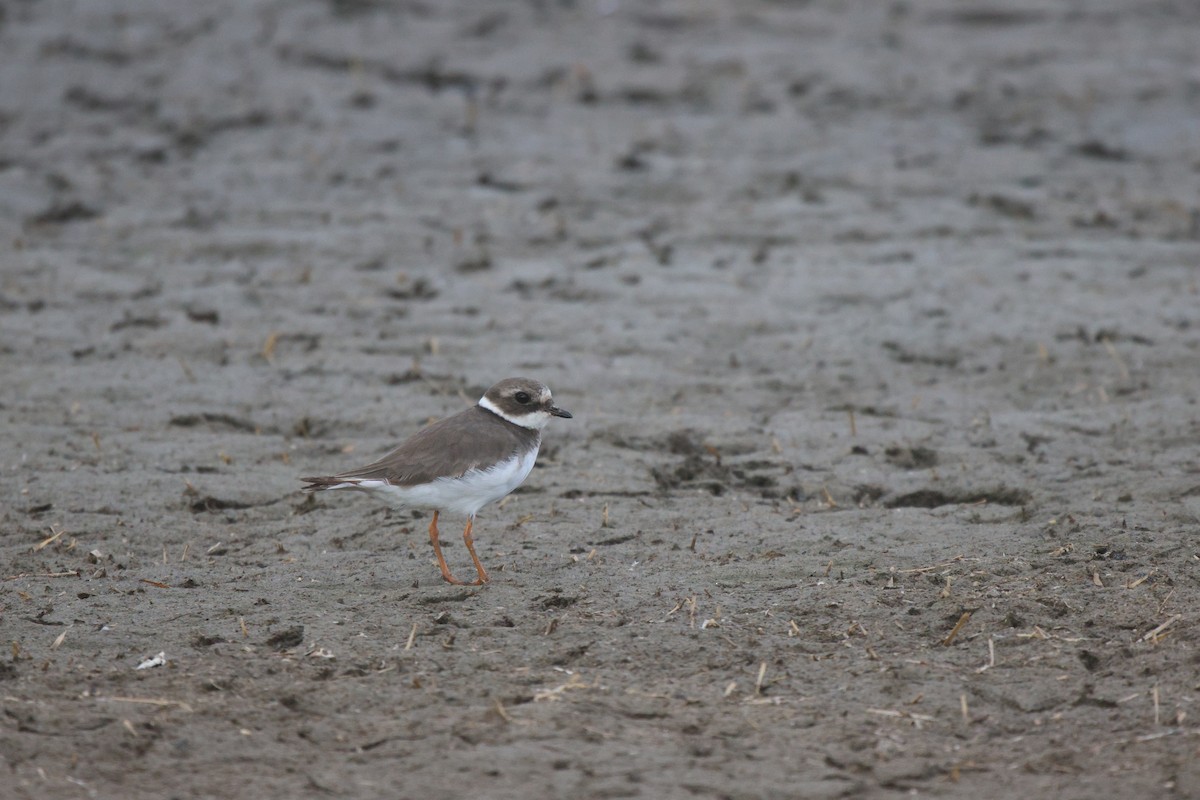 Common Ringed Plover - ML620484759