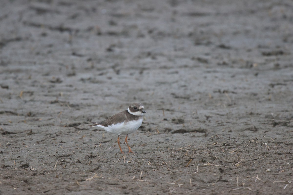 Common Ringed Plover - ML620484760
