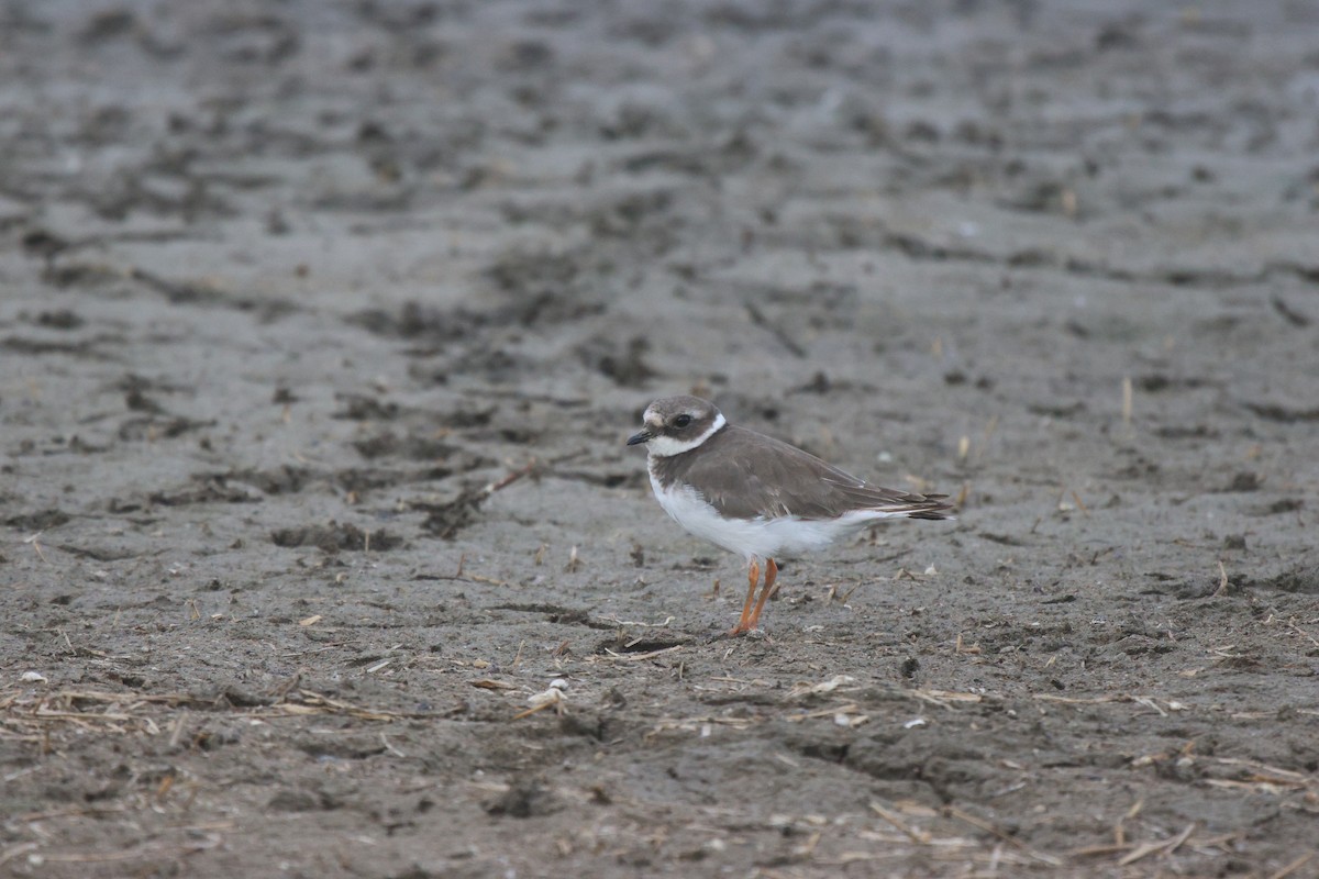 Common Ringed Plover - ML620484761