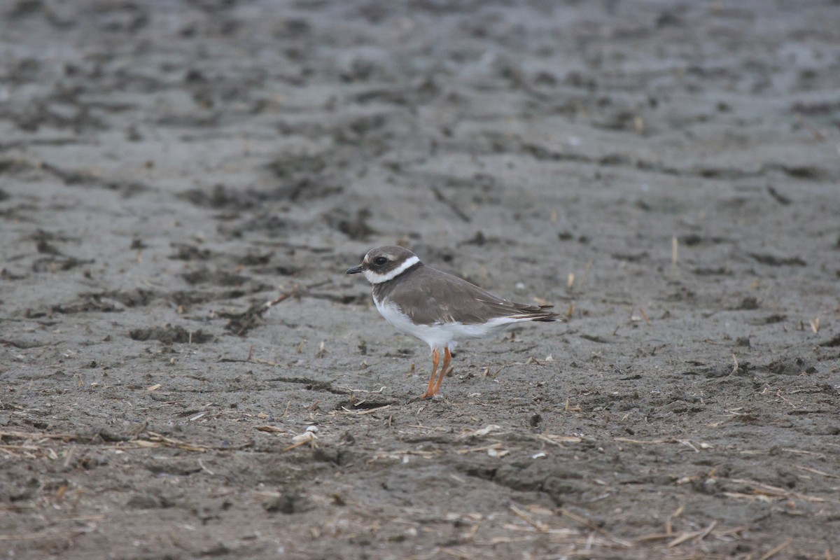 Common Ringed Plover - ML620484762