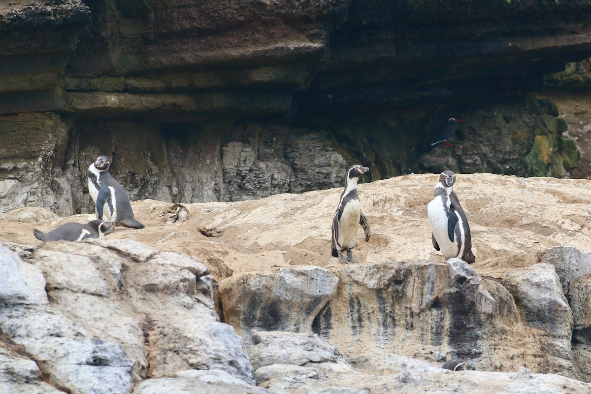 Humboldt Penguin - ML620484763