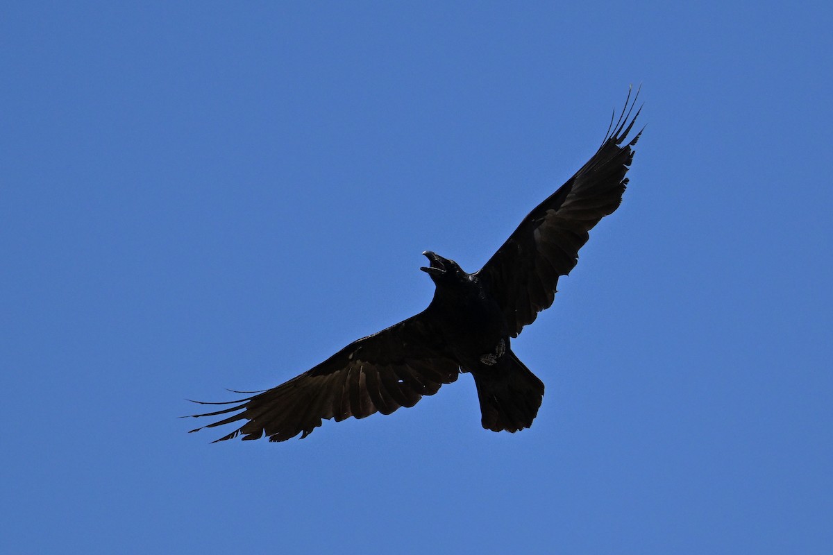Common Raven - Maryse Neukomm