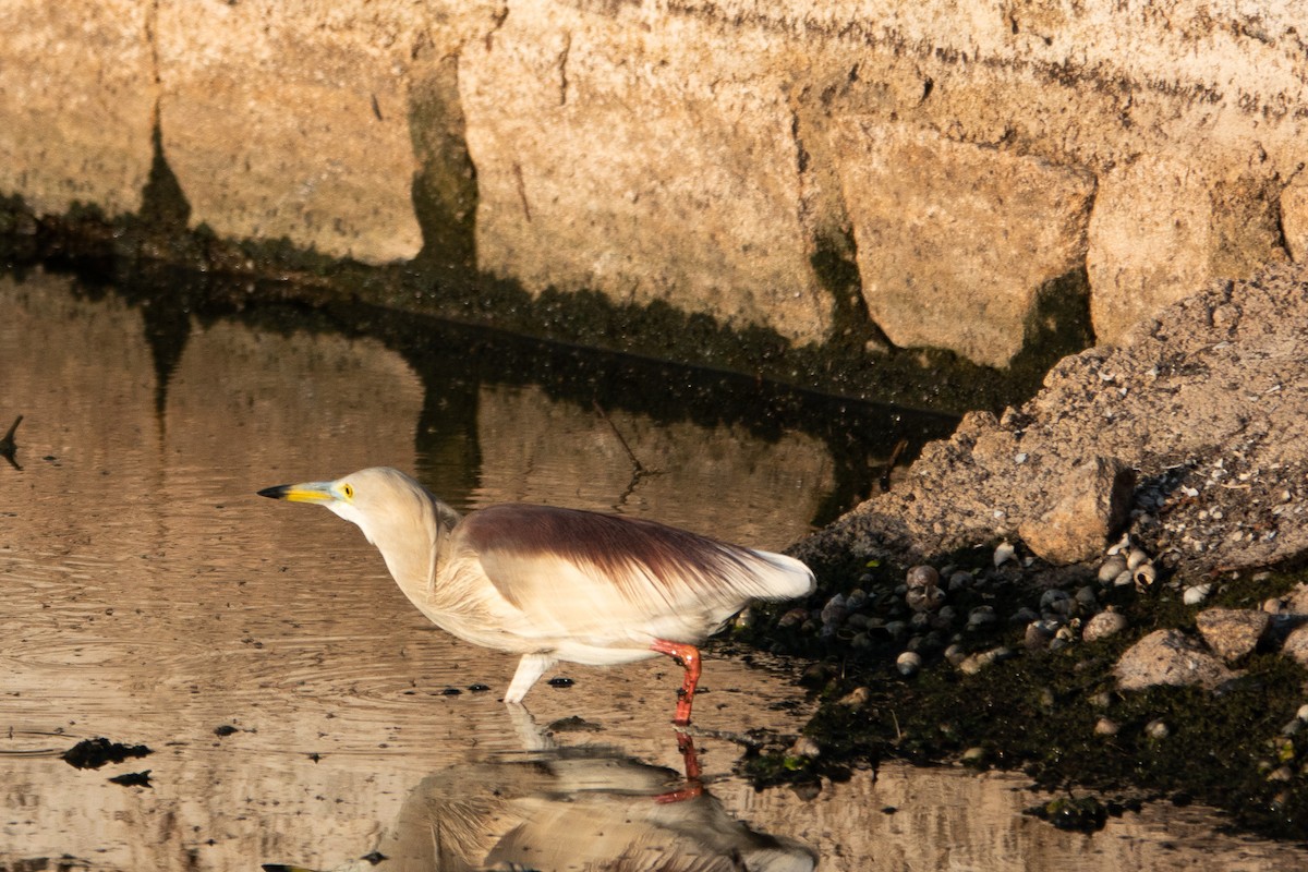 Indian Pond-Heron - ML620484766