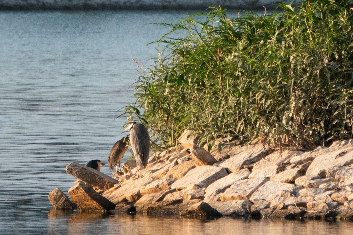 Gray Heron - ML620484774