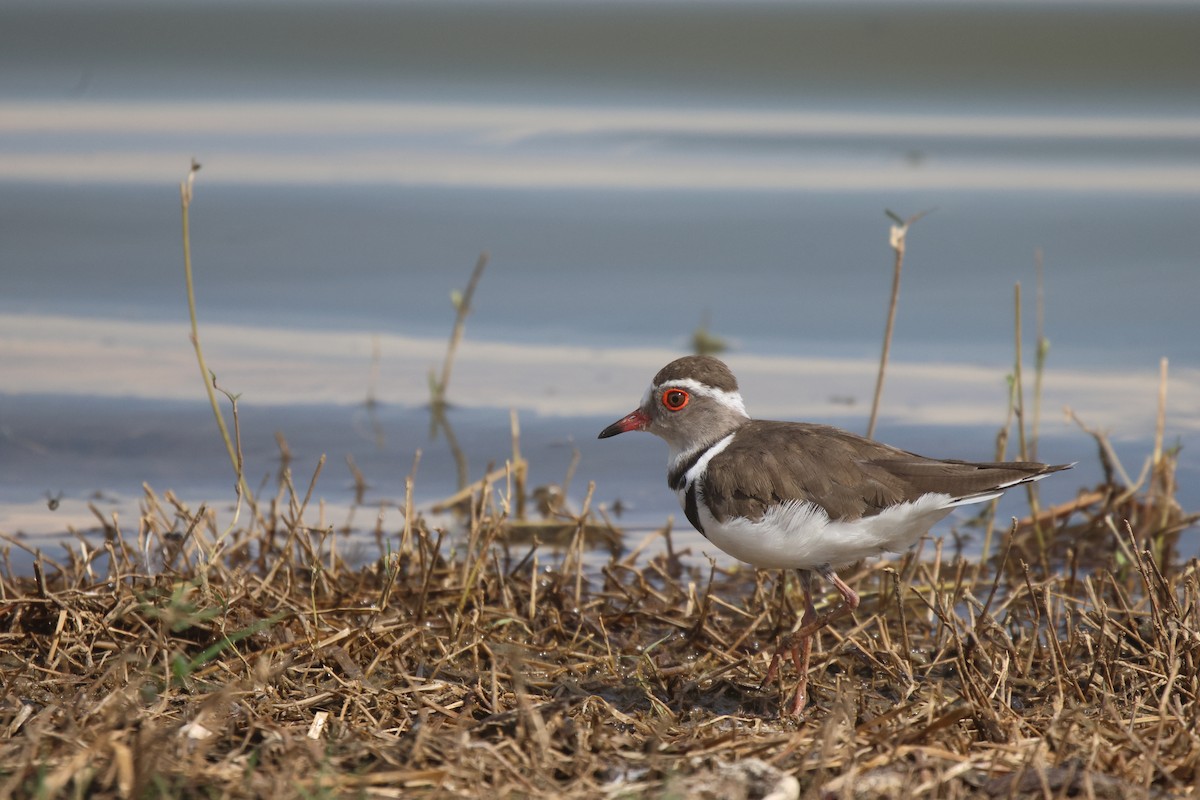 Three-banded Plover - ML620484775