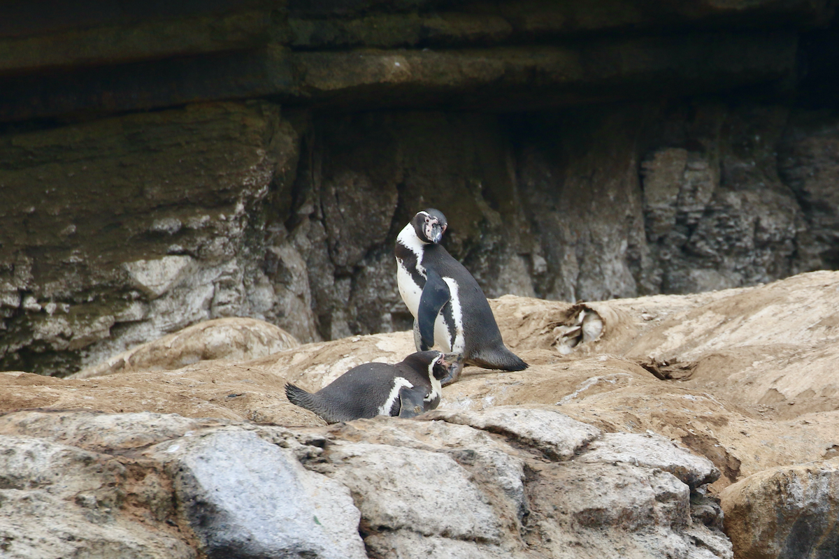 tučňák Humboldtův - ML620484784